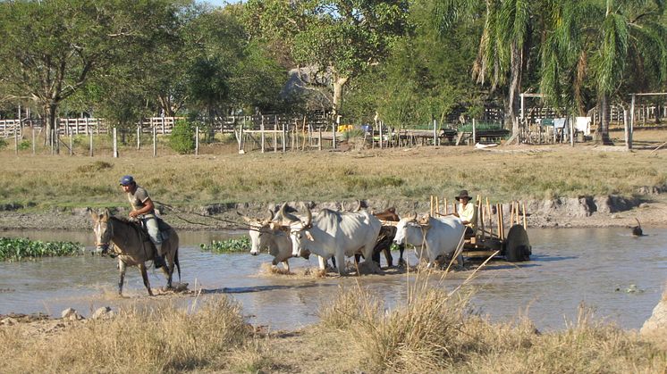 Farming in Llanos de Mojos, Bolivia