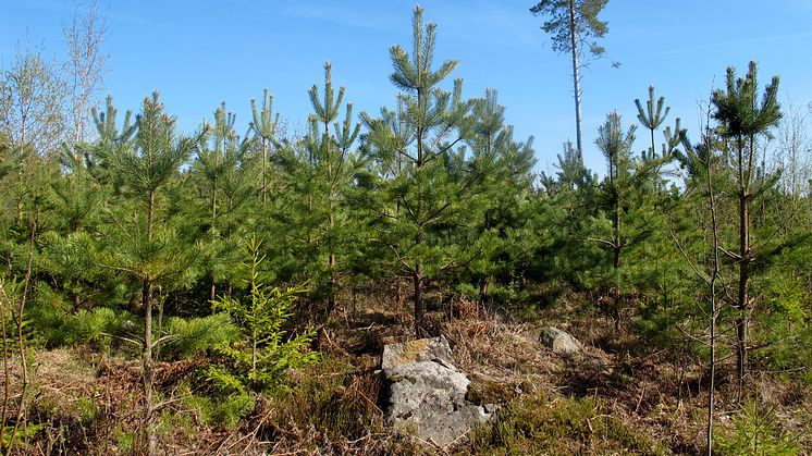 Ett av EU:s hållbarhetskrav är föryngring efter avverkning.