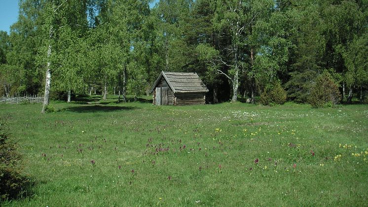 Det gamla jordbrukslandskapet Ängskär - skyddad naturbetesmark i norra Uppland. (Foto: Jan Bengtsson, SLU)