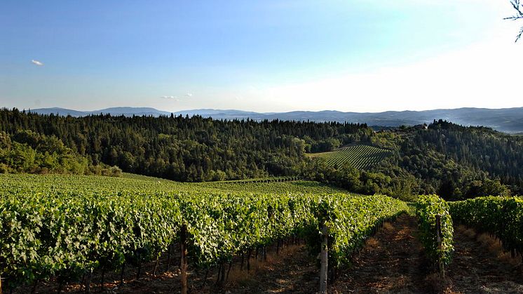 Melini Vineyards i Toscana