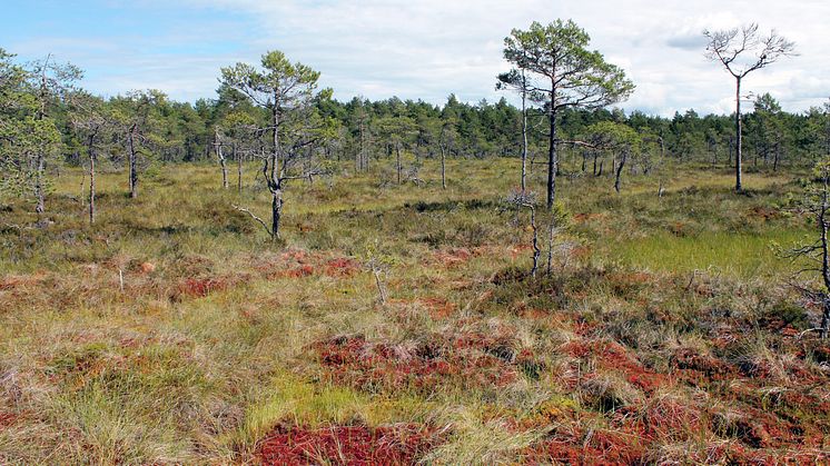 Kvävenedfall hämmar europeisk torvbildning, utom i norr