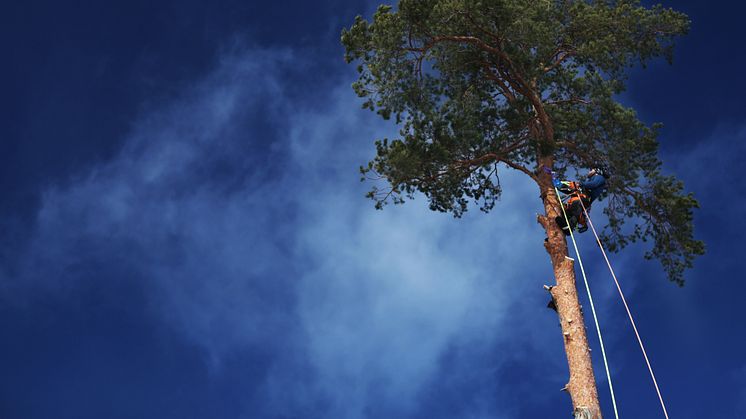 Allt mer skogsbruk i städerna