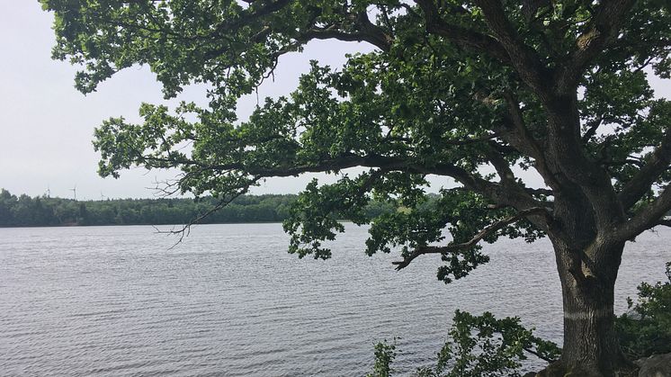 Ålstadnäset. Nytt naturreservat i norra delen av Gravlången, Trollhättans kommun.