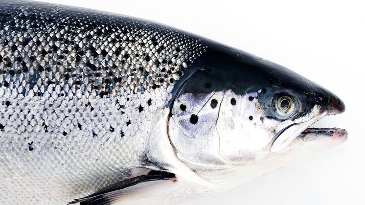 Best month ever for Norwegian seafood exports