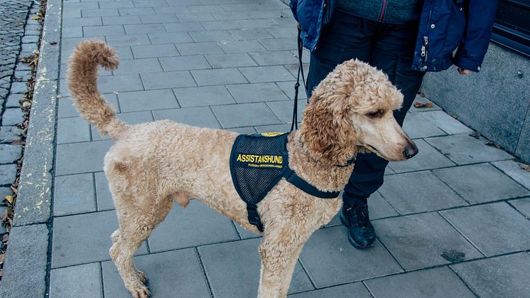 Storpudeln Sune känner av när Åsa blir orolig och behöver lugnas. Dessutom hjälper han henne med dagliga rutiner. Foto: Anders Åkerblom