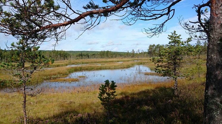 Bild från Lödersjöns naturreservat. Foto: Kristin Persdotter 