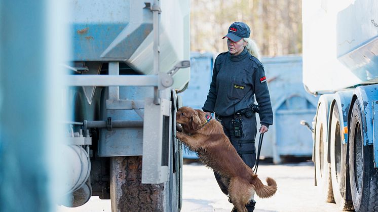 Idag har Securitas ca 150–170 hundar i tjänst och våra fyrbenta kollegor arbetar över hela Sverige. Foto: Securitas Sverige AB.