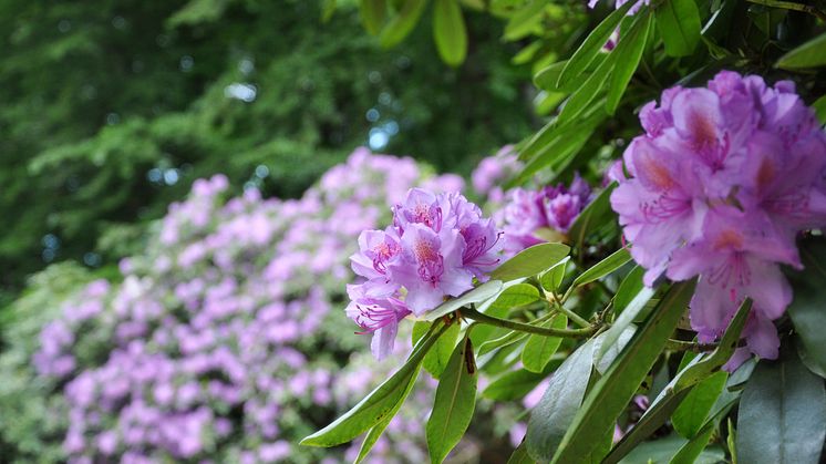 Rhododendron i full prakt