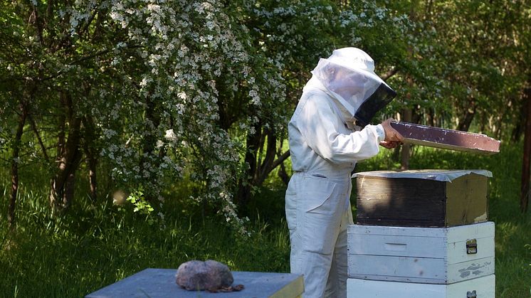 Biodlare Lotta Fabricius Kristiansen tittar till sina bin i Kyrkhamn, Hässelby