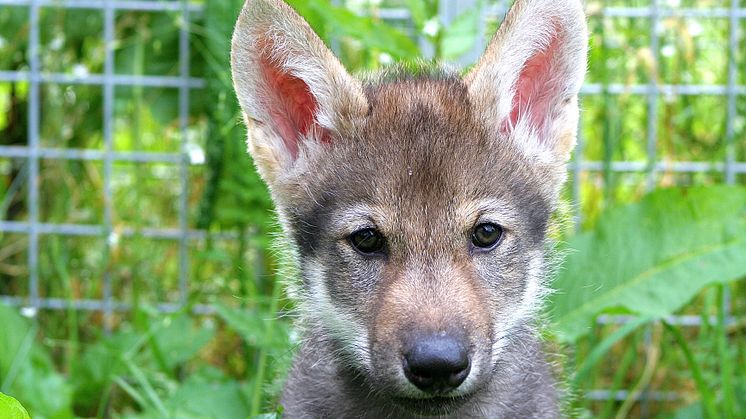 Vargvalpen Flea, en av de valpar som Christina Hansen Wheat vid Zoologiska institutionen, Stockholms universitet, studerar för att se skillnader och likheter i beteende mellan hundar och vargar. Foto: Christina Hansen Wheat.