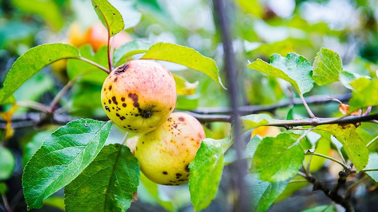 Sigtuna Sur är en unik äppelsort från ett över 200 år gammalt äppleträd som bevarats i Sigtuna stadsängar