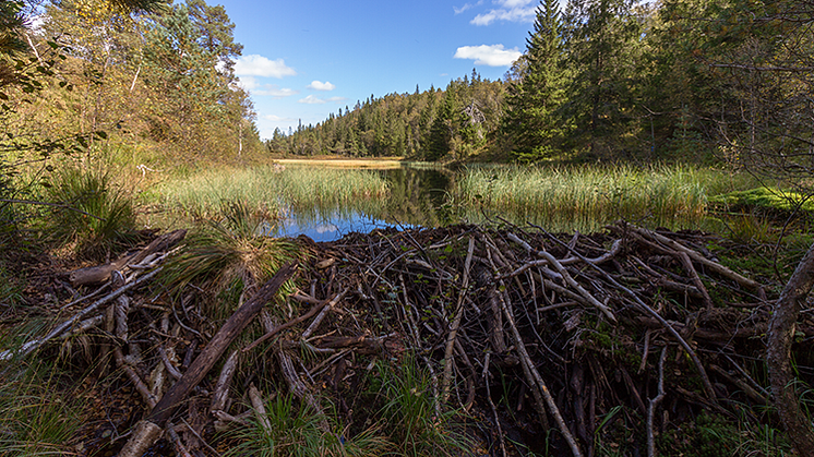 Bäverdammar skapar problem när regnmängderna ökar 