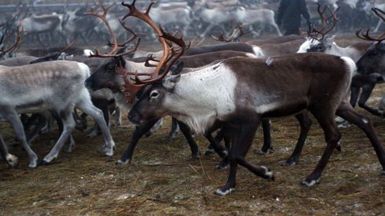 Stora brister i hur rennäringen styrs – statsvetare kräver politisk översyn 