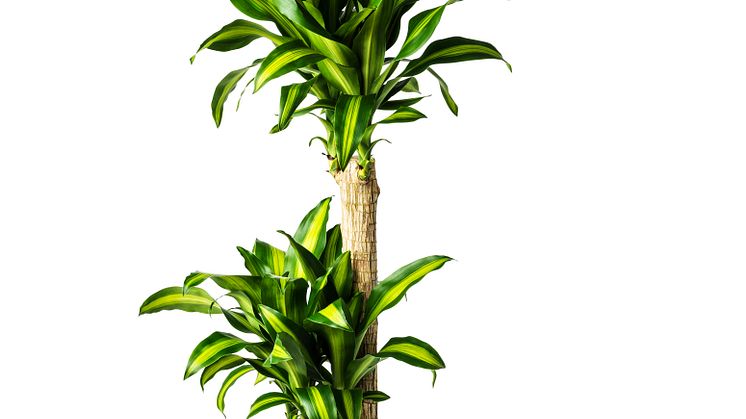 DRACAENA MASSANGEANA stueplante 159 DKK(1)