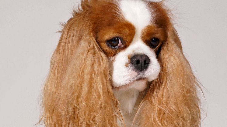 En norsk domstol anser att avel med cavalier king charles spaniel inte är förenligt med djurskyddslagstiftningen.