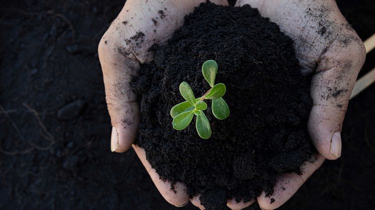 Giv dine planter de bedste vækstbetingelser med muldjord