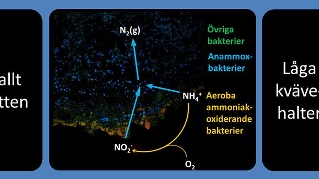 Ny SVU-rapport: Användning av Anammox för en förbättrad kväveavskiljning vid avloppsverk (avlopp och miljö)