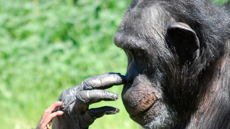 Föredrag: Rädda schimpanserna och se dig själv