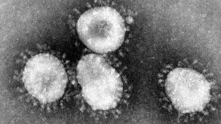 Bild tagnen av coronavirus i elektronmikroskop, där virusets ”proteinspikar” påminner om den ljuskrans vi ser runt solen vid solförmörkelse och som kallas just korona, och därav namnet på viruset. Foto: Wikimedia Commons, CDC/Dr. Fred Murphy
