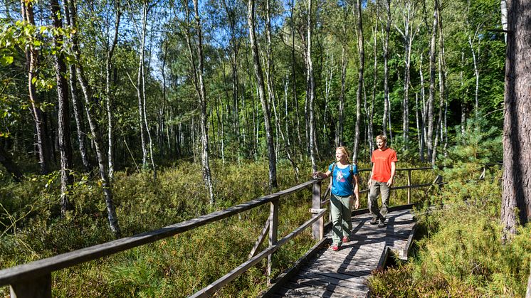 Wandern in Brandenburg ist Natur pur – in einem Nationalpark, drei Biosphärenreservaten und elf Naturparks. Foto: TMB-Fotoarchiv / Wolfgang Ehn