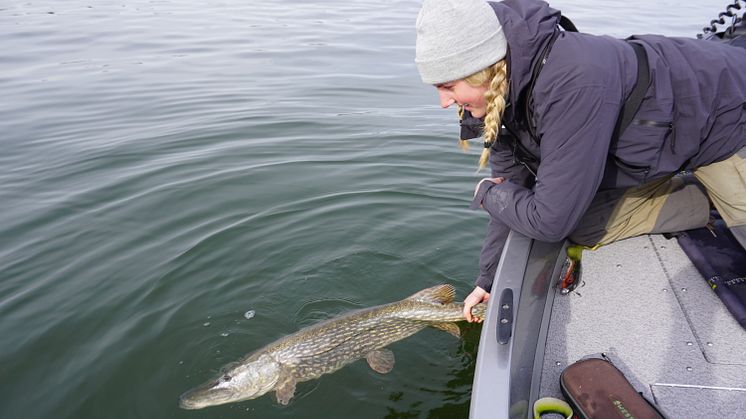 Gäddan är en eftertraktad art för sportfisket. Idag återutsätts de flesta gäddor som fångas, men trots detta är bestånden fortsatt svaga längs Östersjökusten. Foto: Tommie Magnusson