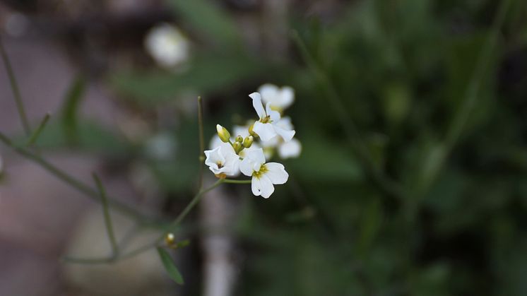 Forskarna har studerat hur backtrav, Arabidospis, gör för att skydda sig mot syrebrist vid översvämningar. Foto: Mostphotos.