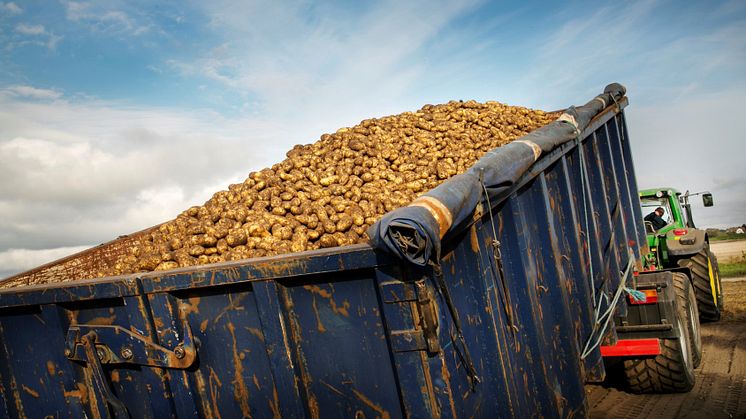 Nästan 7000 ton rotfrukter ska skördas, fraktas, sorteras och lagras för att till sista blandas i Rydbergs klassiska potatis- och rödbetssallader.