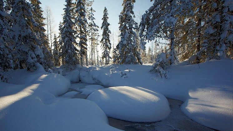 Vinterlandskap, Degerö stormyr i Västerbotten.  Foto: Peder Blomquist