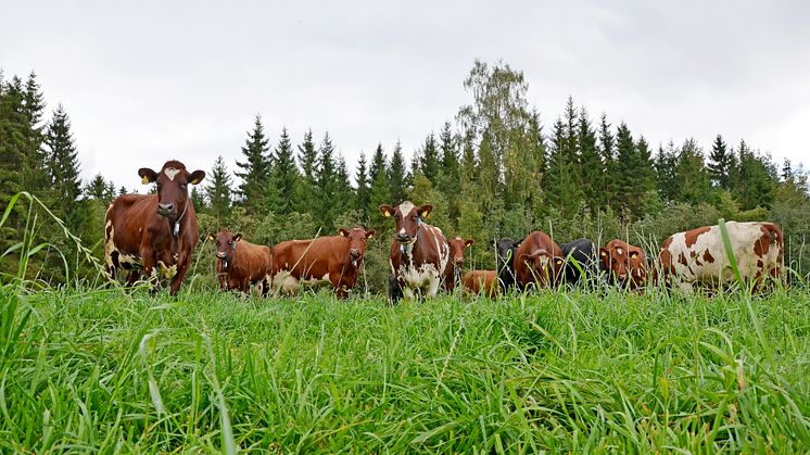 I dette prosjektet ønsker Geno å registrere reelt fôropptak på så mange kyr, at vi i neste omgang kan selektere for egenskapen i avlsarbeidet for NRF. Foto: Jan Arve Kristiansen