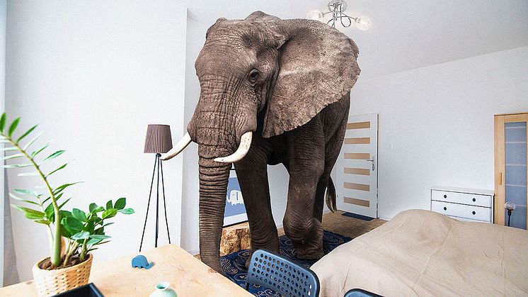 Det finns ett uttryck som handlar om ”Elefanten i rummet”. Enligt Wikipedia är ”Elefanten i rummet” ett bildligt uttryck för något som är påtagligt för alla människor i en grupp, men som man undviker att prata om. Foto: © [Daniel] / Adobe Stock
