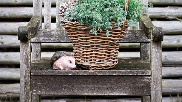 Februars hårde frost slog mange planter ihjel, og derfor har danskere i stor stil anskaffet nye planter til havens krukker. Foto: PR.