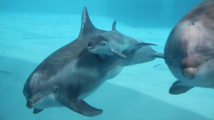  Ännu en lyckad delfinfödsel på Kolmården