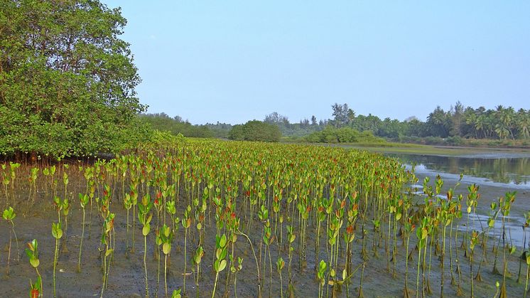  2022-04-28 Lunchföredrag: Restaurering och återplantering av mangrove i Nigerdeltat