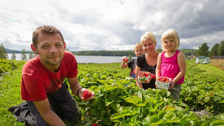 KRAV-märkta jordgubbar nära dig! 