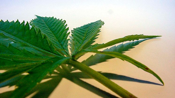 „Cannabis-Legalisierung mit Prävention begegnen“