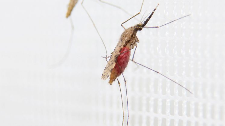 Malariamygga av arten Anopheles gambiae. Foto: Anna-Karin Landin/Stockholms universitet