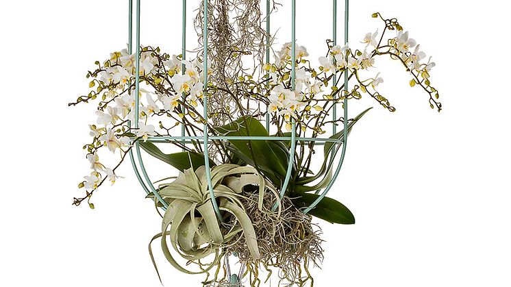 Cacti kokong / Hanging ampel, design Anki Gneib