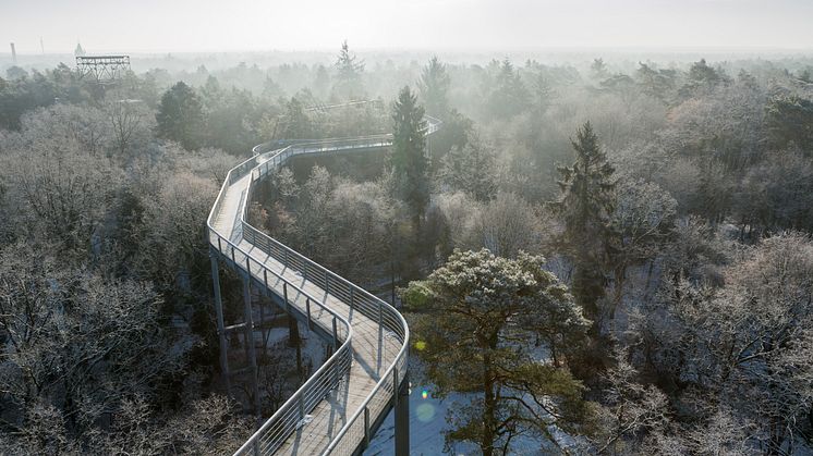 In dem verwunschenen Areal des Baumkronenpfad kann man einfach mal die Seele baumeln lassen. Foto: TMB-Fotoarchiv/Steffen Lehmann.   