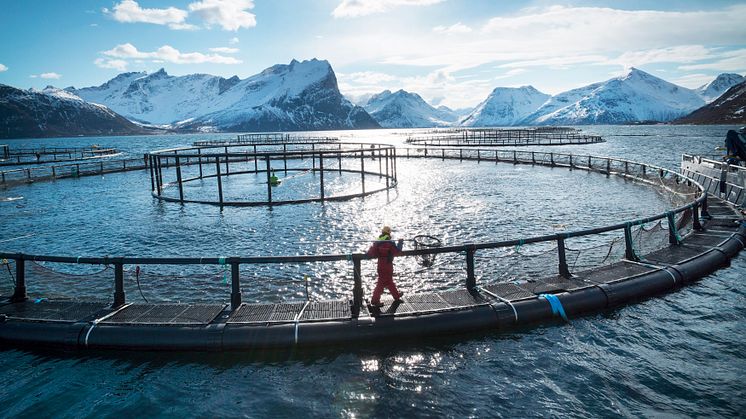 Laksemerd i Nord-Norge - salmon cages in Northern Norway
