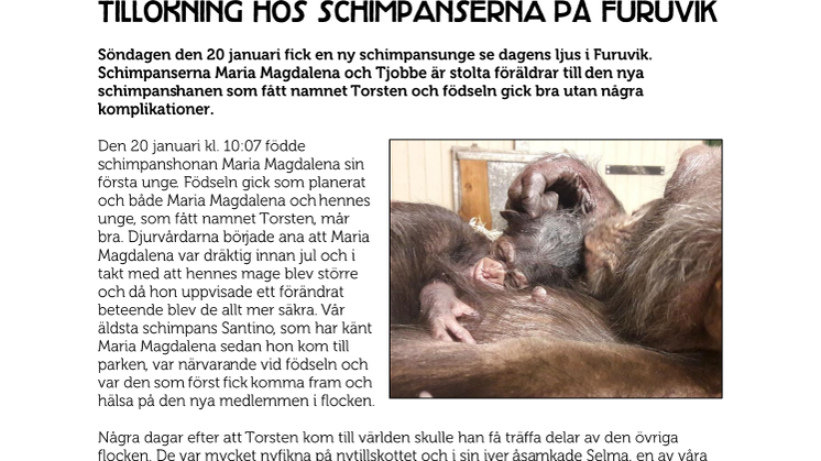 Tillökning hos schimpanserna på Furuvik