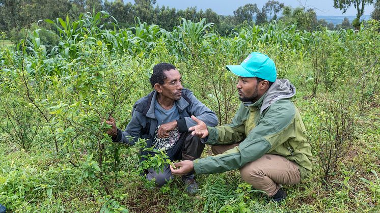 Ethiopia Machakel Alemayehu Gachow © Johannes Odé - The Hunger Project 2019 (4) - kopie