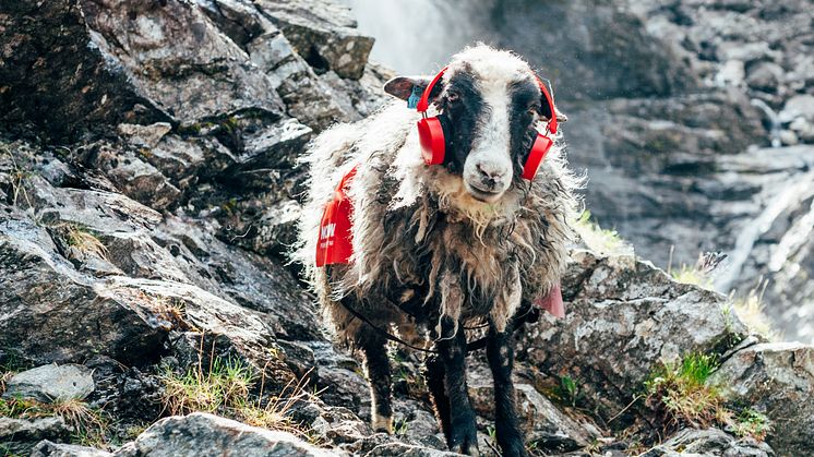 4 sheep took Facebook by storm this summer