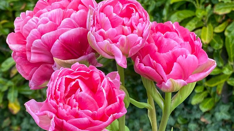 Tulipa Anne Fleur