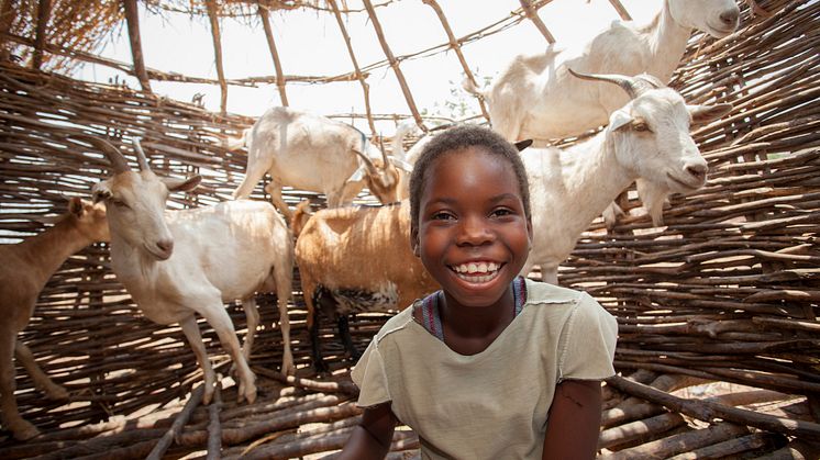 Perina från Zambia med sina getter