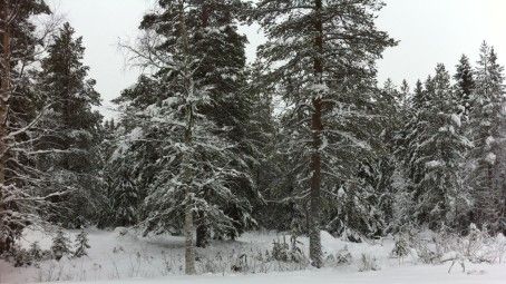 SkiStar Sälen: Snövit jul i Sälen