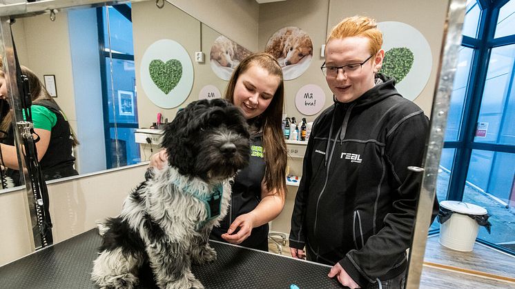 Nu kan elever läsa till hundfrisör på Realgymnasiet i Borlänge och Sundsvall 