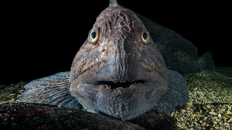 The spotted wolffish, a fierce looking creature but a culinary delicacy. Photo: Erling Svensen