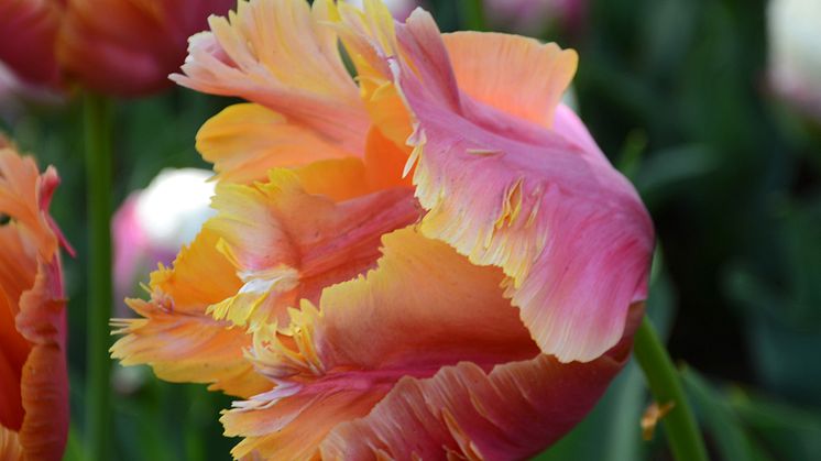 Amazing Parrot är en av många härligt krispiga nyheter bland vårblommande blomsterlökar.