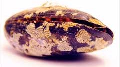 Musselskal avslöjar Östersjöns tillstånd de senaste 10 000 åren