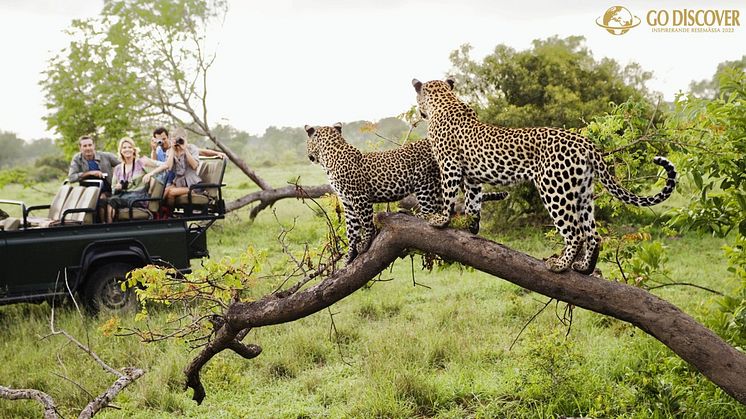 Safari i Sydafrika